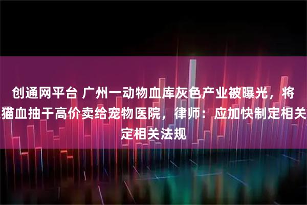 创通网平台 广州一动物血库灰色产业被曝光，将流浪猫血抽干高价卖给宠物医院，律师：应加快制定相关法规
