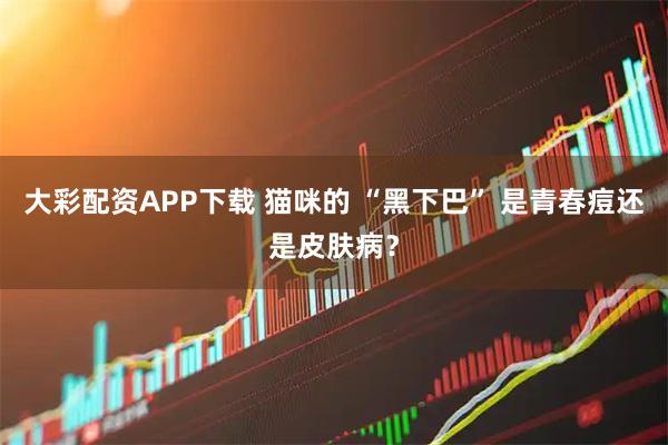 大彩配资APP下载 猫咪的 “黑下巴” 是青春痘还是皮肤病？